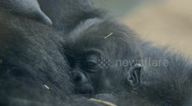 This Baby Gorilla Looks Like He Is Loving Life, Being Cradled Like a Football