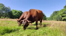 Cows grazing in their temporary summer home in Poor's Field, Ruislip, London, UK