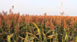 2021 Grain sorghum on July 16, 2021 near Chapman Ranch, Texas USA