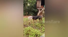 Hapless dog saved after getting its head stuck in a plastic cookie jar