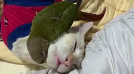 Pet parrot combs the hair of a relaxed pet cat in a bedroom in Thailand
