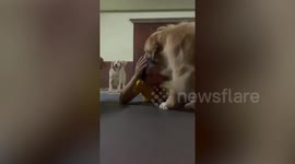 Energetic pet Golden Retrievers stop woman from working out