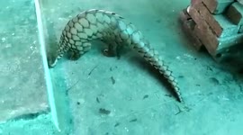 Pangolin worth over $200,000 rescued from poachers in central India