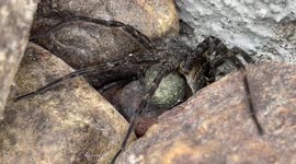 Canadian dad finds massive spider carrying huge sack of babies
