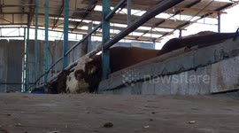 Lower Sales of Al-Adhah's Meets Due to Bad Economic Circumstances in Gaza Strip .