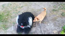 The reaction of a dog that meets a soft toy dog on the street of St Petersburg, Russia