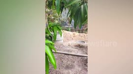 Fearless gardener scoops up bees from colony using bare hands