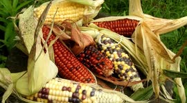 Jewellery or Veggie: Edible rainbow corn now grows in India too.