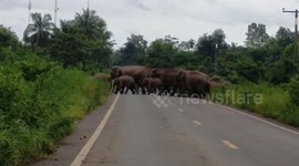 Schoolboy, 14, crashes his motorcycle to avoid herd of elephants blocking road