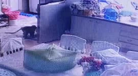 Monkey caught on CCTV stealing food from family’s fridge in Thailand