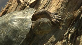 Seeing California’s Only Native Turtle is So Rare! You Get to Check It Out Right Here!