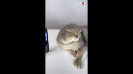 'Grumpy Cat's 'Donald Trump' Look is Hiss-terical'