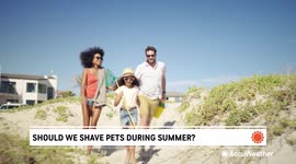 Should we shave our pets during the summer?