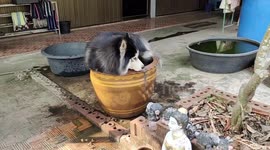 Pet Siberian husky squeezes into clay pot with fish to cool off
