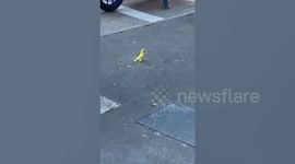 Injured bird nestles in woman’s hair bun in Singapore