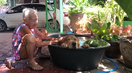 Pet dog cools off in basin filled with water during hot afternoon