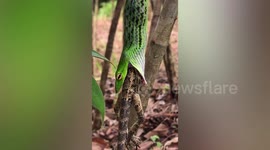 Grizzly scene shows oriental whip snake preying on changeable lizard