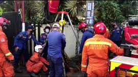 Firefighters Evacuate Cattle Into a Water Ditch in South Jakarta Indonesia