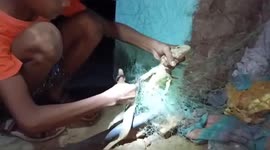 Monitor lizard cut free from net by 8-year-old in eastern India