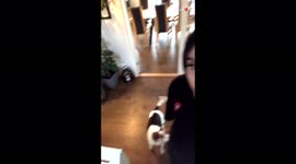 'Hot Dog Eating Hotdog | Funny Home Video '