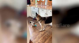 German shepherd brings toys to his cat sister EVERY MORNING to get her to play with him