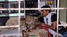 Watch- This dipso monkey jumped into Alcohal shop and drunk full bottle , later rescued