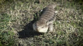 This Older Lizard with Arthritis Undergoes Much-Needed Physical Therapy