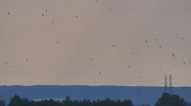 Large flock of birds circling beneath storm clouds in Kent, UK