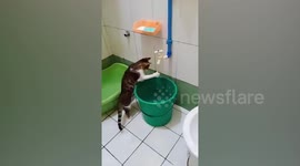 Pet cat washes paws after eating dinner like a child