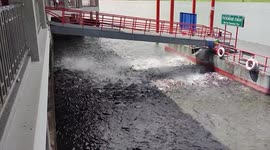 Feeding frenzy ensues when thousands of fish receive food