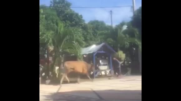 Cow goes berserk in resident's yard before sacrificial slaughter