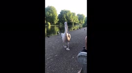 Hilarious moment man is pecked by ‘vicious’ PELICAN in London park – leaving Facebook viewers terrified