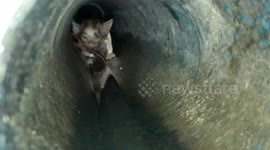 Stray kitten rescued after being trapped in water pipe for hours