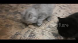 Carla Kitten Introduced To Fresh Chicken Legs Meal With Jhoney