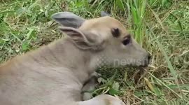 Baby buffalo stuck in muddy pipe rescued in Thailand