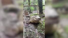 Fearless woman from US has incredible bond with crocodiles and alligators