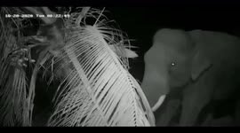 Jumbo easily pushes down a coconut tree in seconds to have a feast in South India