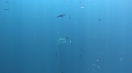 A daredevil filmmaker has revealed the moment he stepped into the terrifying habitat of two four-meter-long predator sharks – and survived to tell the tale.