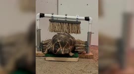 Adorable tortoise loves rubbing his shell against a homemade scratching device - made of broom heads
