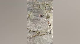 Cheeky ‘third wheel’ frog tries to steal another frog’s mate in Germany