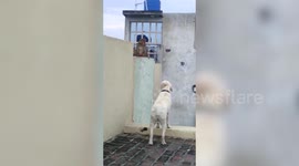 Pet dog clashes with vicious monkey in northern India