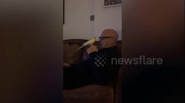 Man who ‘didn’t want a pet’ has fallen in love with daughter-in-law’s cockatiel and won't stop following him around