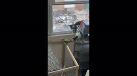 Animal Friends have a little game of can you catch me.