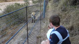 First time our baby sees a hyena coming down the pathway