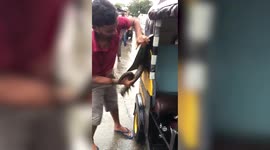 Indian rock python gets rescued from auto rickshaw in western India