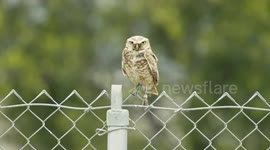 This species of owl live in burrows made from them by squirrels
