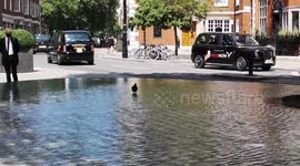 Pigeon Cools Off In The Connaught Hotel Fountain During The July Heatwave