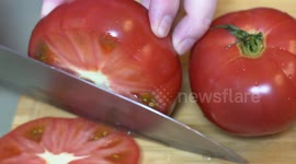 [ASMR] Just Put an Egg in a Tomato and You Will be Amazed! Satisfying Cooking, Sounds of Kitchen, Food Video