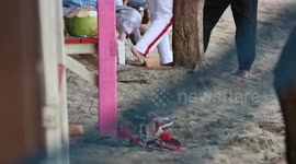 BABY TURTLE RELEASE TO THE OCEAN IN PADANG CITY, WEST SUAMTERA