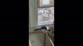 Scary close calls with cat